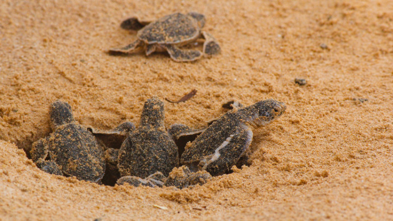 Tıtanıc Hotels, Lüks Turizmde Yeşil Devrime “We Value” İle Öncülük Ediyor